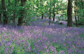 April - a massive profusion of Bluebells look & smell gorgeous