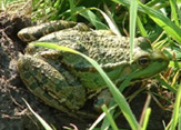 Romney Marsh Frogs
