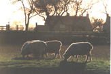 Romney Marsh Sheep